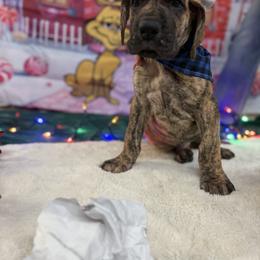 Great Dane Puppies from KD Sweet Southern Danes