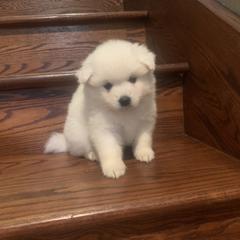 Drover - White male American Eskimo Dog puppy in Placerville, California from White Gypsy Ranch