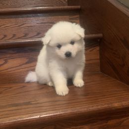 Drover - White male American Eskimo Dog puppy in Placerville, California from White Gypsy Ranch