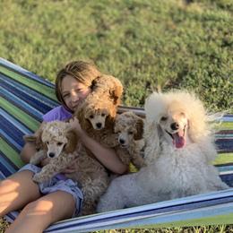 Poodle Puppies from Merrily Miniature Poodles