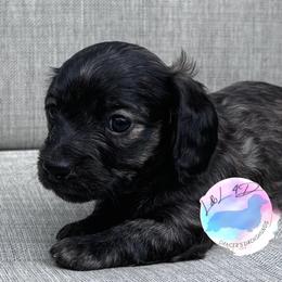 Girl 1 - Brindle female Dachshund puppy in Houston, Texas from L&L 4D Dancer’s Dachshunds