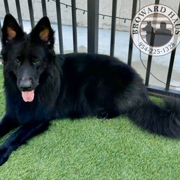 Patron - Black male German Shepherd puppy in Davie, Florida from Vom Broward Haus