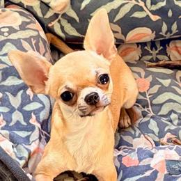 Benito - Fawn male Chihuahua puppy in Allentown, Pennsylvania from Tsunami Cockers & Chihuahuas