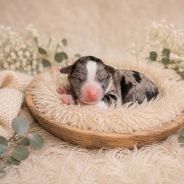 Cobbler - Blue male Companion Cross puppy in Decatur, Illinois from Petite Pups