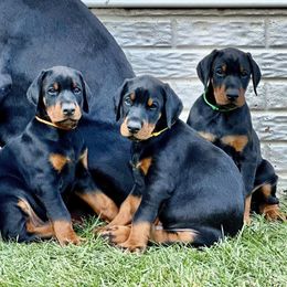 Doberman Pinschers from Von Regia European Dobermanns