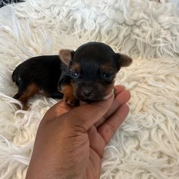 Lucy - Black and tan female Yorkshire Terrier puppy in Selden, New York from Alisha's Yorkshire Terriers