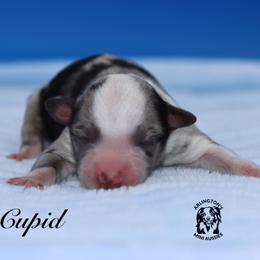 Cupid - Blue merle male Miniature Australian Shepherd puppy in Weeki Wachee, Florida from Arlington's Mini Aussies
