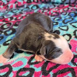 Vince - Black tri male Toy Australian Shepherd puppy in Leonard, Texas from Tin Roof Aussies