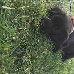 Labrador Retriever Puppies from Wild Feather Hunting Dogs