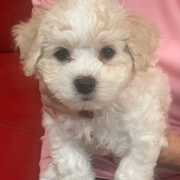 Twix - Bichon Frise puppy from Happy Tails Bichons