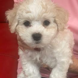 Twix - Bichon Frise puppy from Happy Tails Bichons
