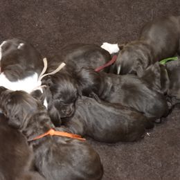 Girl 4 - Brown female Newfoundland puppy in Dalton, Ohio from Newfforu