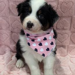 Jim Bean - Black tri-color male Australian Shepherd puppy in Camp Verde, Arizona from Bullet & Whiskey’s Pups