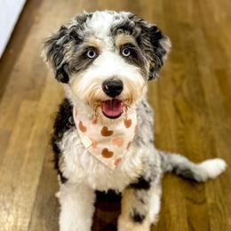 Willow - Australian Mountain Doodle