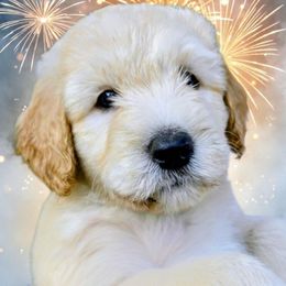 Robert - Apricot male Goldendoodle puppy in Western Massachusetts, Massachusetts from Magical Goldendoodles of Pioneer Valley, MA