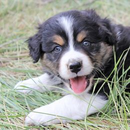 Australian Shepherd Puppies from Frying Pan Ranch Australian Shepherds