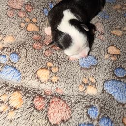 Ghost - Black and white male Chihuahua puppy in Drumright, Oklahoma from Fancy Pants Chihuahua’s