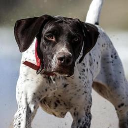 German Shorthaired Pointers from Tiner GSP’s LLC