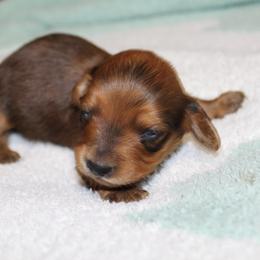 Stephanie 3500 - Sable female Dachshund puppy in Midland, Texas from The Barefield Doxies