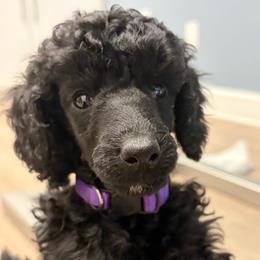 Georgie - Black male Poodle puppy in Hartselle, Alabama from Phare Poodles