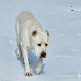 Kilo - Cane Corso