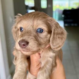 Stromboli - Fawn (isabella) and cream male Dachshund puppy in Winter Haven, Florida from Dreamwork Dachshunds