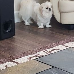 Pekingese All Grown Up from Debbie Jansen's Pekingese
