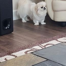 Pekingese All Grown Up from Debbie Jansen's Pekingese