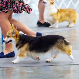 Sunny - Pembroke Welsh Corgi