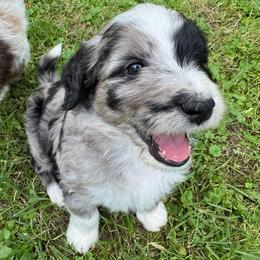 Chase - Blue merle male Aussiedoodle puppy in Churchville, New York from Bluebird Family Farm