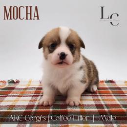 Mocha - Red male Pembroke Welsh Corgi puppy in Pine Village, Indiana from NL Horsemanship