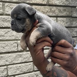 French Bulldog Puppies from Mid Coast Frenchies