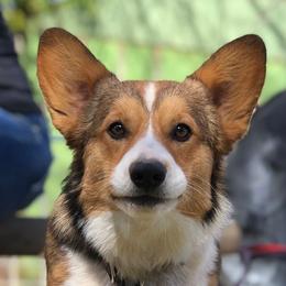 Pembroke Welsh Corgis from Corgi Galore