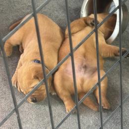 Blue - Yellow male Labrador Retriever puppy in Nova, Ohio from Cary’s Buck Creek Farm LLC