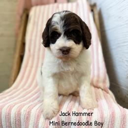 Jack Hammer - Brown and white male Bernedoodle puppy in Grove, Oklahoma from Guinn Family Farms
