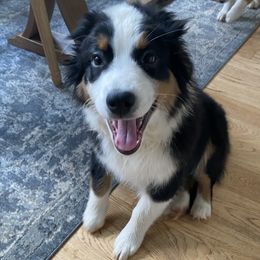 Theo - Black tri-color Australian Shepherd puppy in Oregon from Willamette Valley Australian Shepherds
