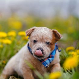 Australian Cattle Dog and Collie Puppies from Blackberry Hills