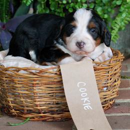Cookie - Tri-color female Bernedoodle puppy in Lancaster, Pennsylvania from Homestead Bernedoodles
