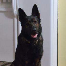 German Shepherd All Grown Up from Cerberus German Shepherds