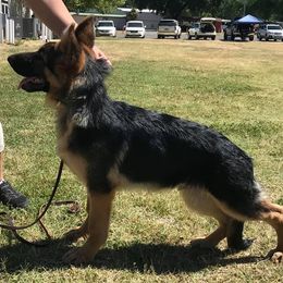 German Shepherds and Labrador Retrievers from Hausmekon
