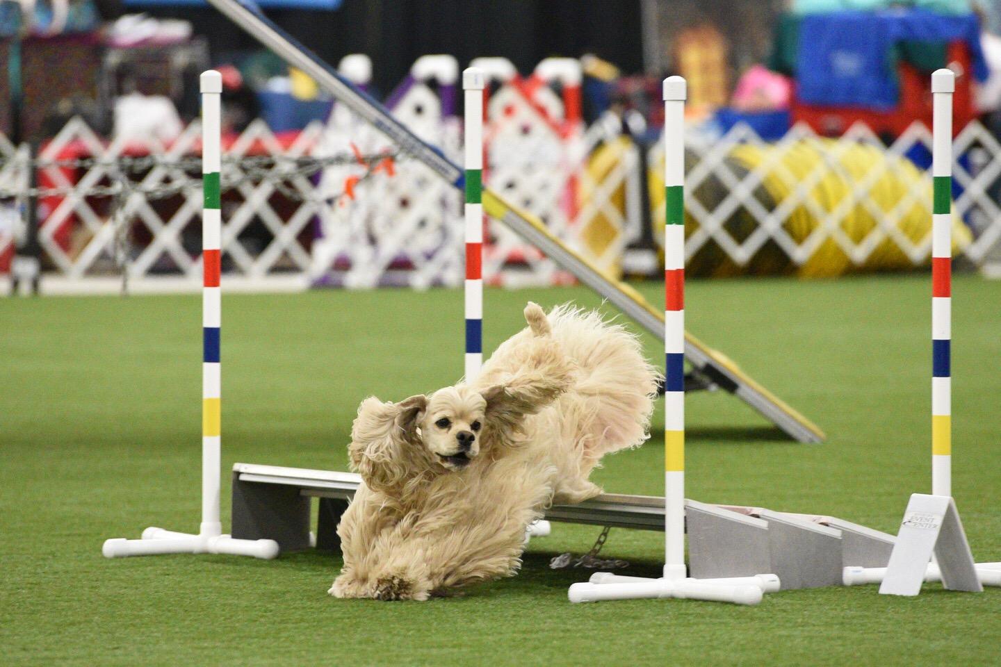 Cocker Spaniel Seattle Avidity Cockers in Washington | Cocker Spaniel puppies | Good Dog