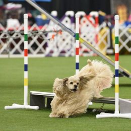 Cocker Spaniels from Avidity Cockers