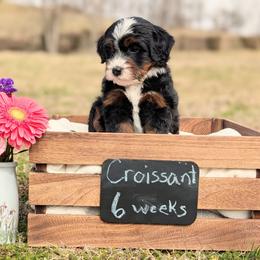 Croissant - Tri-color male Bernedoodle puppy in Mount Pleasant, Tennessee from Amy Brewer