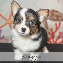 Judy Gemstone - Black and tan female American Corgi puppy in Greenwood, Indiana from Witch Creek Corgis
