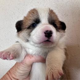 Girl 2 - White and red female Pembroke Welsh Corgi puppy in Tehachapi, California from Trotter Hill Farms