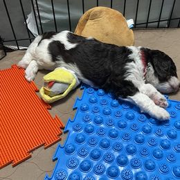 Poodle Puppies from Country Side Kennels
