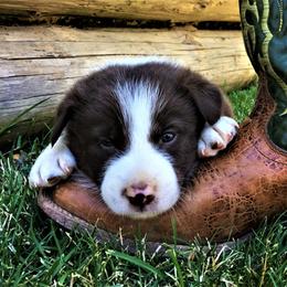 Border Collie Puppies from Team Reeves Ranch