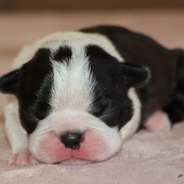 Poppy - Black brindle and white female Boston Terrier puppy in Winnsboro, Texas from JP Ranch Bulldogs