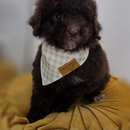 Jellybean - Chocolate male Goldendoodle puppy in Decatur, Tennessee from Diamond's Doodles