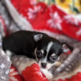 Chihuahua Puppies from Longview Chihuahua's